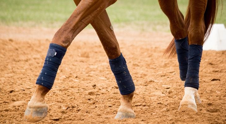 horses legs