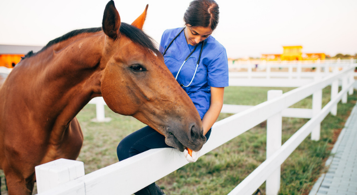 Equine vet with horse