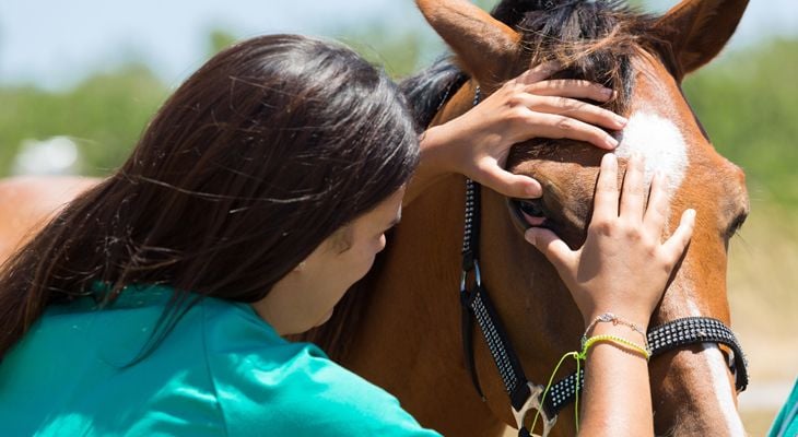 doctor examining horses eye