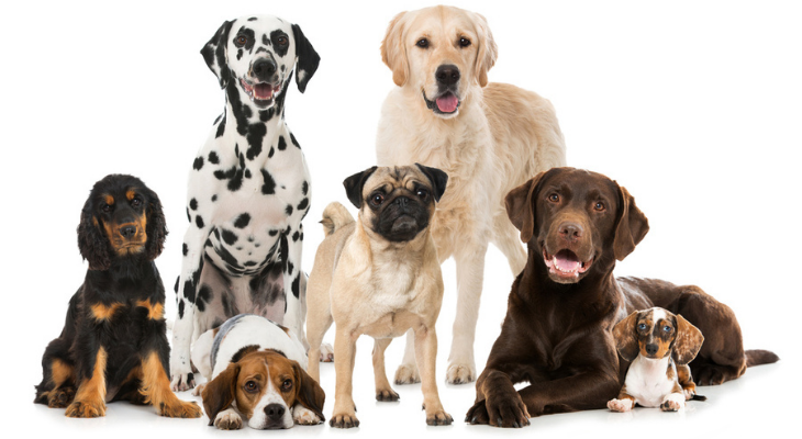 Domestic Dogs, Different Types of Dogs