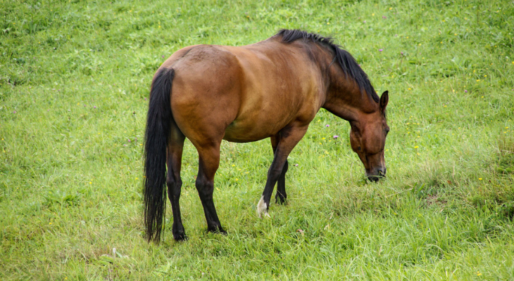 Grazing horse