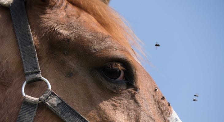 horse with mosquitos near face