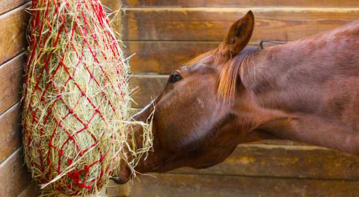 Horse eating from slow feed hay net