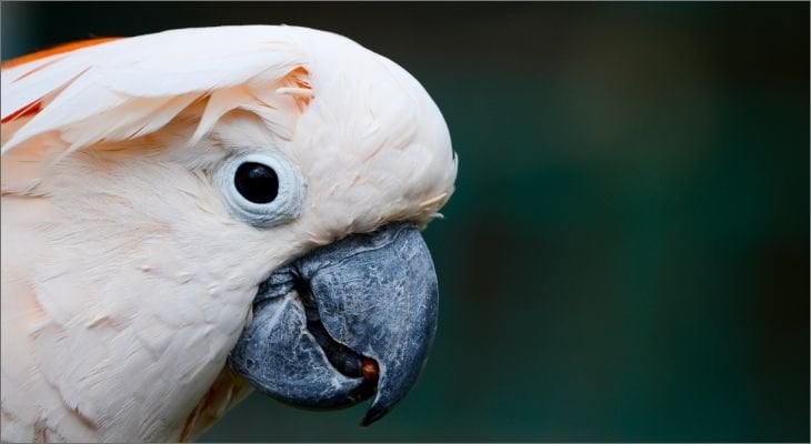 cockatoo