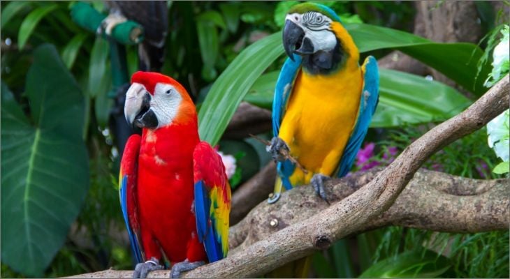 macaws