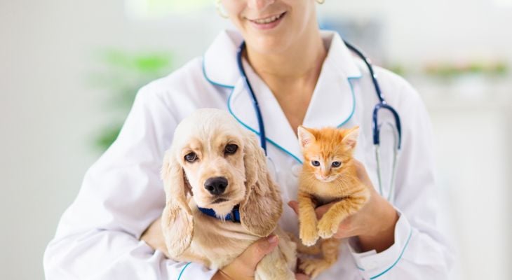 兽医抱着狗和猫