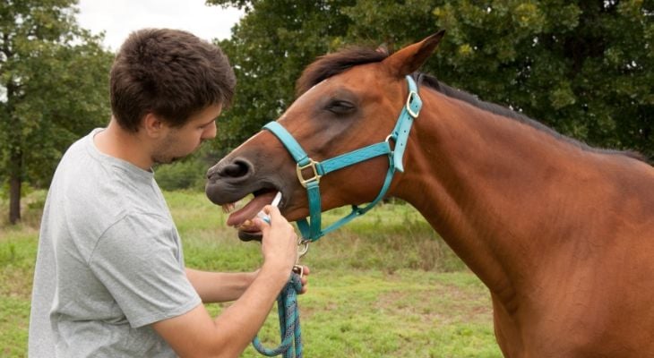 horse getting dewormed