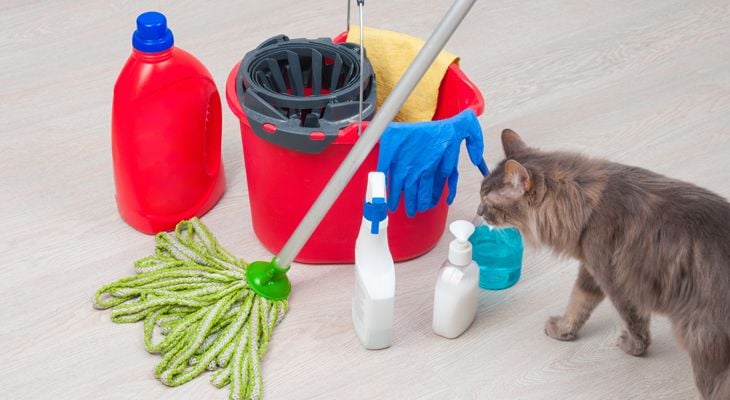 cat with cleaning supplies