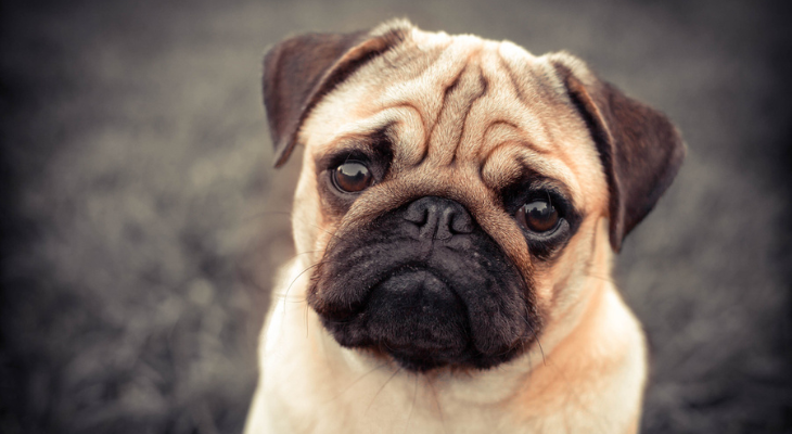 Concerned pug wonders when his next vaccine will be scheduled.