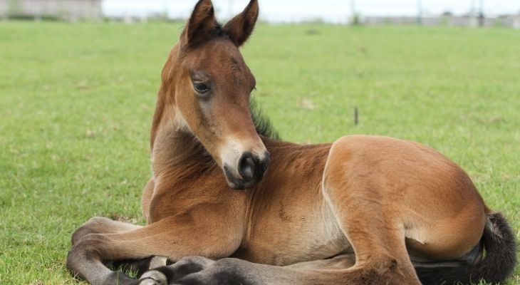 horse laying down