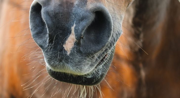 horses nostrils 
