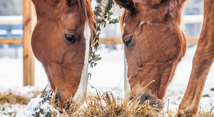 Horses eating together in the snow