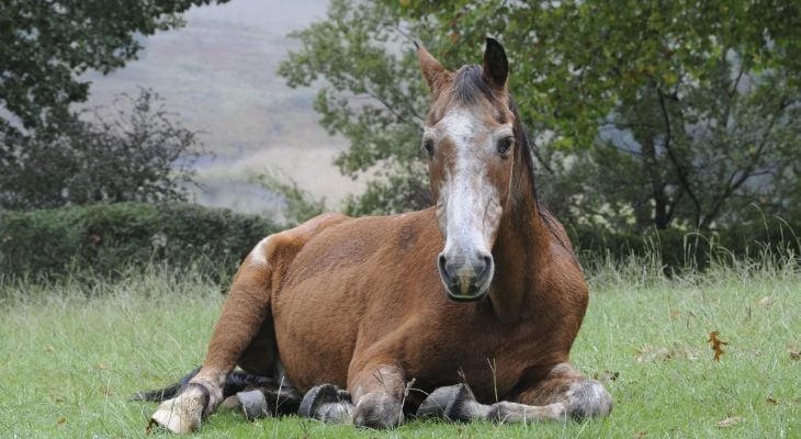older horse laying down