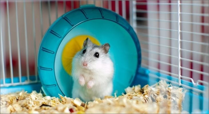 hamster