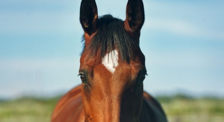 horse with ears perked up