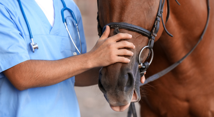 Veterinarian holds horse's face