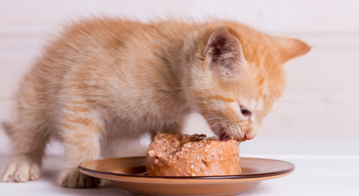 Kitten eats solid food.