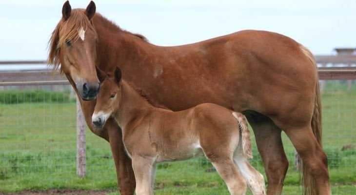 mother and foal