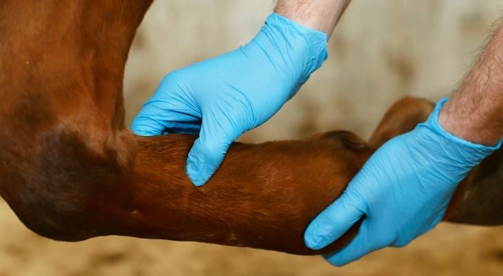 vet examining horses leg