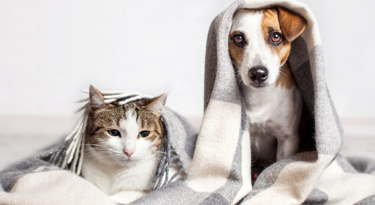 猫和狗在毯子下