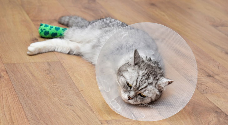 Injured cat lays defeated wearing cone of shame.