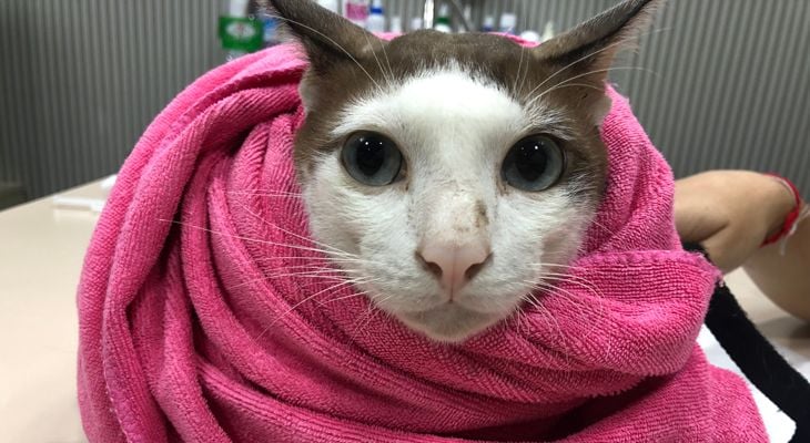 feline wrapped in towel