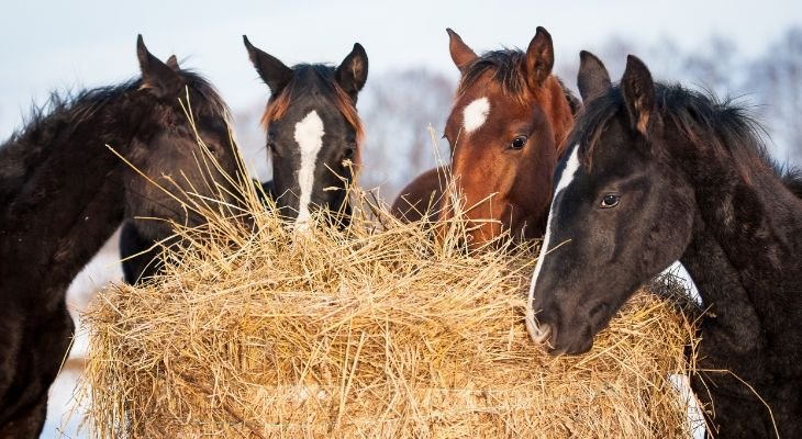 horses eating hay