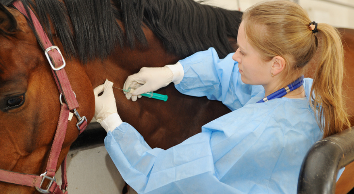 Horse receiving vaccine