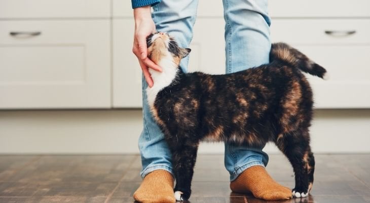 cat getting petted