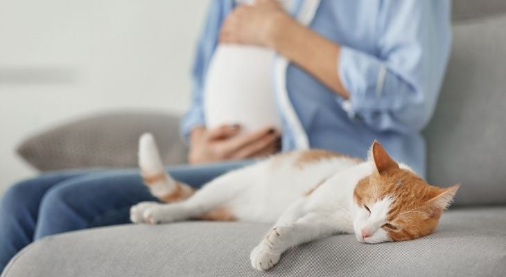 cat laying near pregnant woman