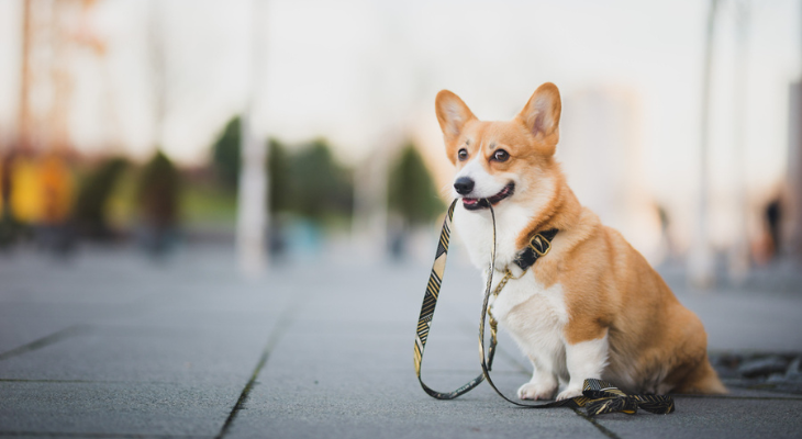 Corgi patiently waiting for his walk.