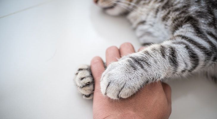 cat paws holding hand