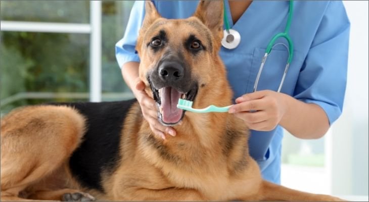 dog getting teeth brushed