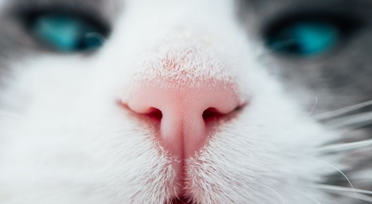 cats nose