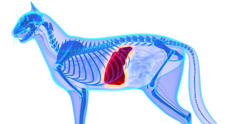 xray of a cats liver