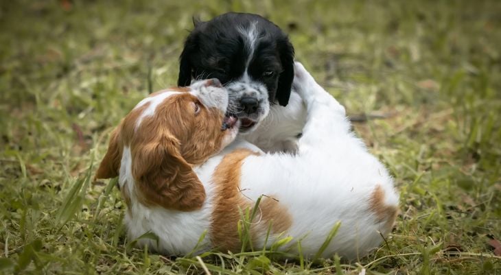 two puppies playing