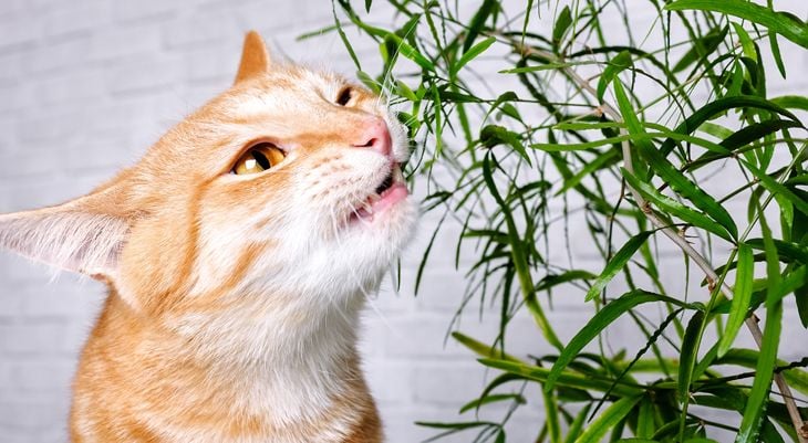 cat eating a plant