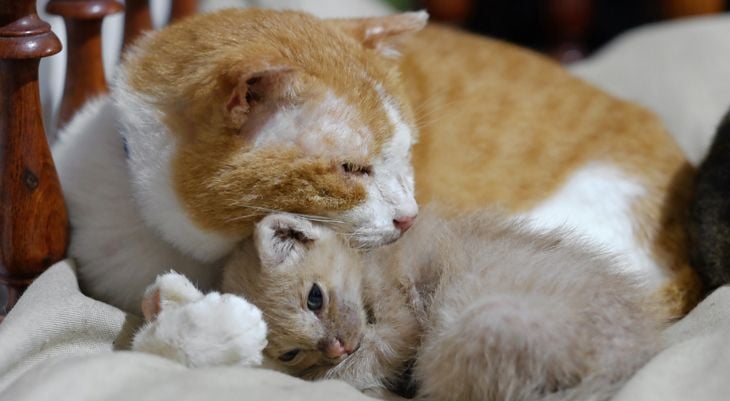 adult cat with kitten