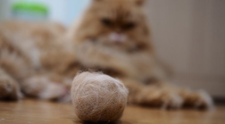 cats hairball