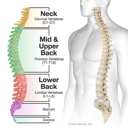 Spinal Column and Vertebrate