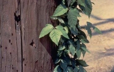 poison-ivy-plant_tips.jpg