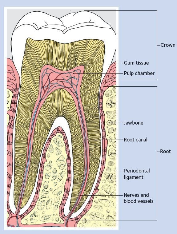 Healthy tooth diagram