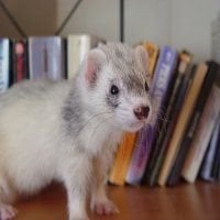 ferrets-can-be-furry-200_2.jpg