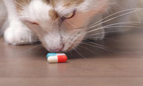 Cat sniffing prescription pills 