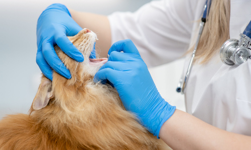 Vet checking cat's teeth