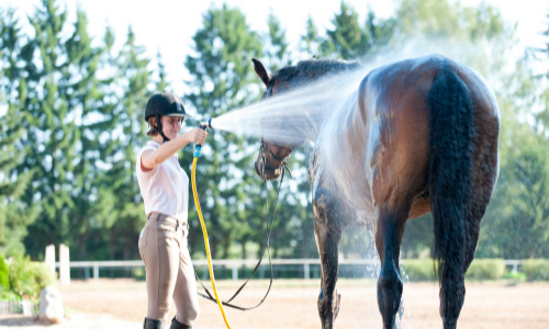Young woman hosing off horse in the summertime