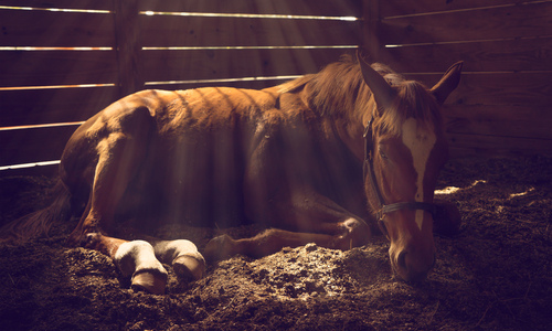 Horse lying down in stable