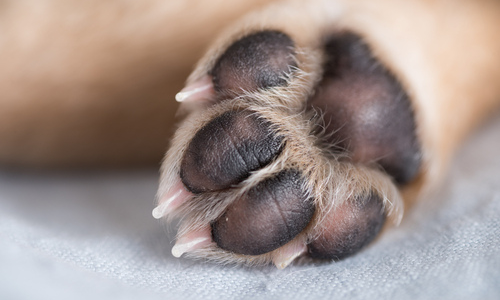 Dog paws red shop between toes home remedies