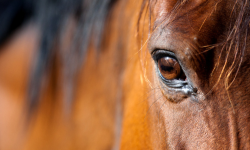 Close up of a horse's eye 