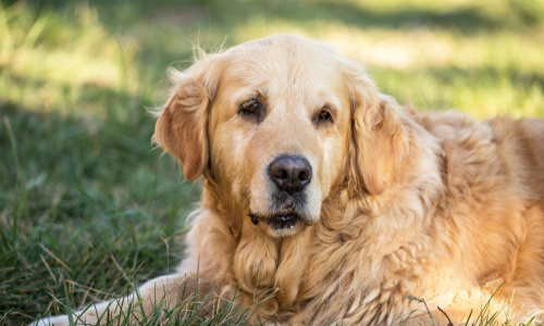 Old dog laying in grass field